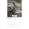 Trends International 2026 Wolves 12"x12" Wall Calendar