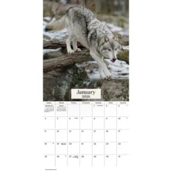 Trends International 2026 Wolves 12"x12" Wall Calendar