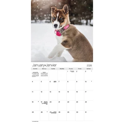 Trends International 2026 Puppies Bilingual French 12"x12" Wall Calendar 3 Trends International 2026 Puppies Bilingual French 12"x12" Wall Calendar