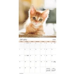 Trends International Inc. 2023-24 Wall Calendar 12"x12" Cuddly Kittens