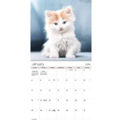 Trends International 2026 Cuddly Kittens 12"x12" Wall Calendar