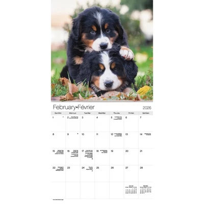 Trends International 2026 Puppies Bilingual French 12"x12" Wall Calendar 4 Trends International 2026 Puppies Bilingual French 12"x12" Wall Calendar - Image 2